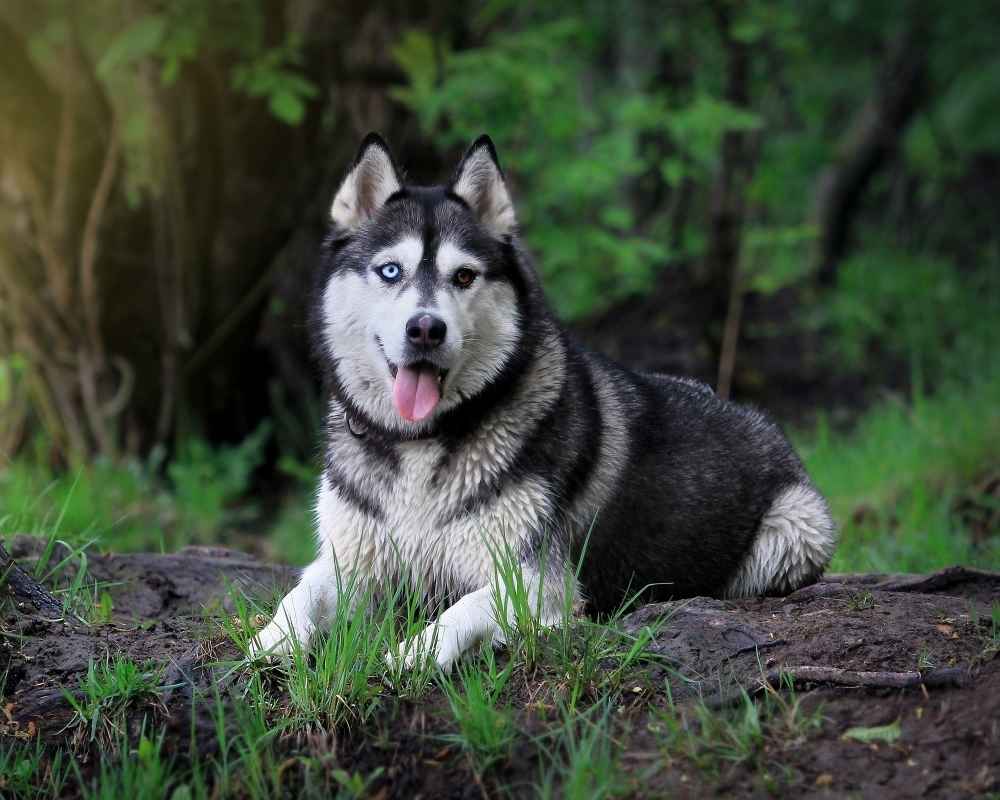 Eksterier husky syberyjskiego