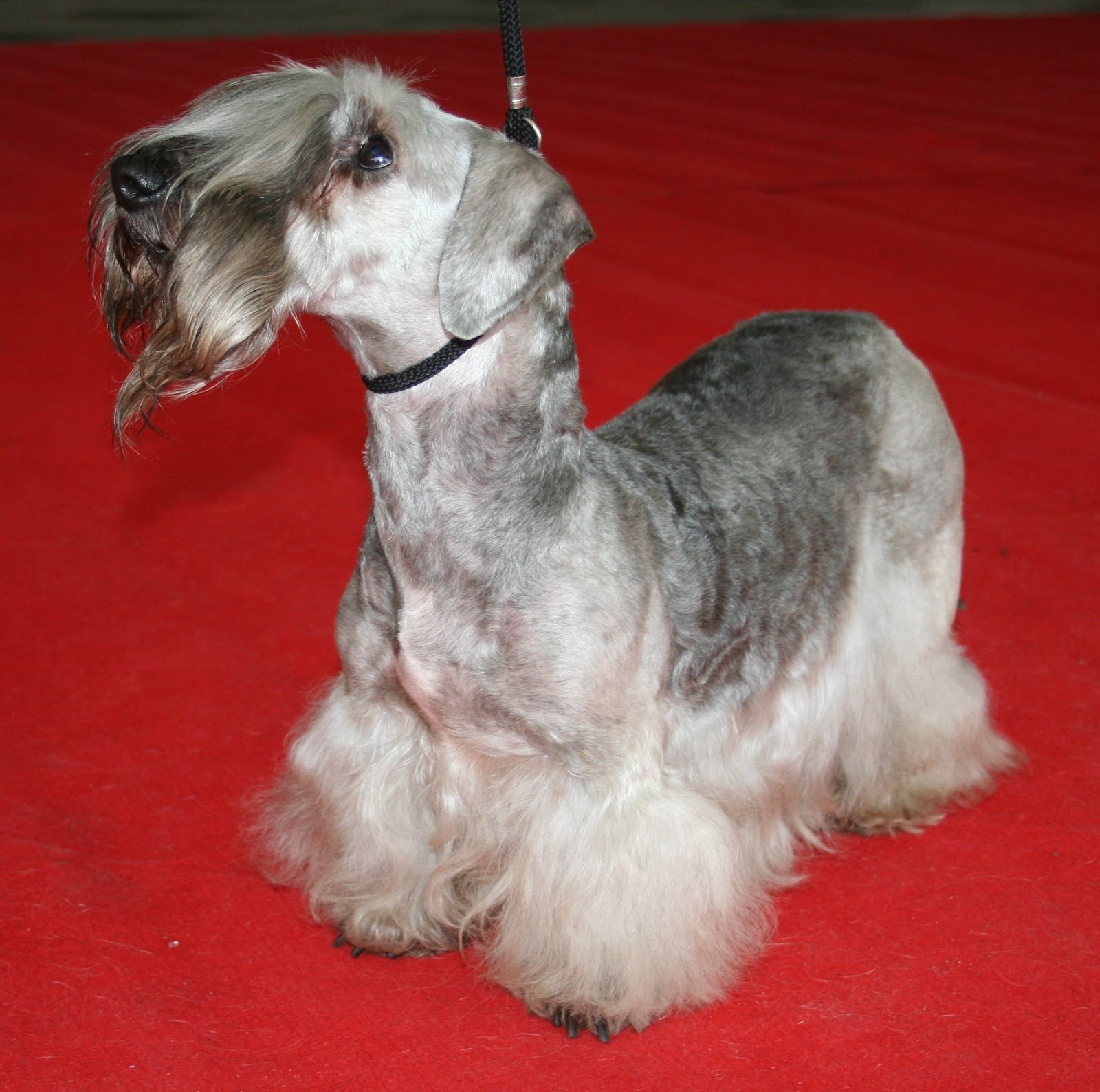 A Cesky Terrier on grass