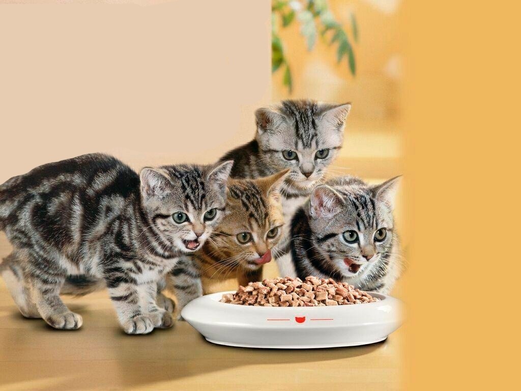 корм